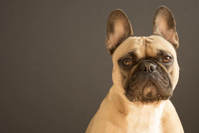 10 Interesting Facts About Fido - Dogs